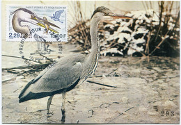 SAINT PIERRE ET MIQUELON CARTE MAXIMUM DU PA 81 LE GRAND HERON AVEC OBL. ILLUSTREE SAINT-PIERRE 23 MAI 2001 - Cartes-maximum