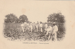 Mettray 37 (4169) Colonie De Mettray - Travaux Agricoles - Mettray