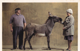 ANES - Ane Gris Appartenant à Marie Et Roland Pévent - Photo Yann Arthus-Bertrand - Donkeys