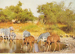 ETOSHA NATIONAL PARK, SOUTH WEST AFRICA(NAMIBIA) UNUSED POSTCARD Ab1 - Namibië