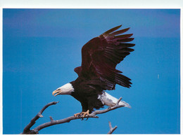 CPSM Zion National Park-Bald Eagle       L636 - Zion