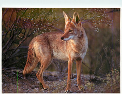 CPSM Zion National Park-Coyote       L636 - Zion