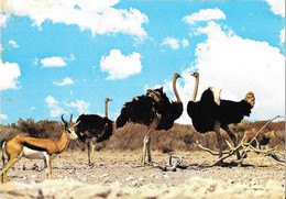 Namibia - Etosha - Ostriches And Springbuck - Namibie