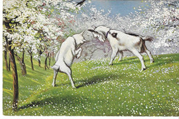 Illustrateur, Jeunes Chèvres, Printemps,  Goat ,signée Trübe , 2 Scans - Trübe, Maxim