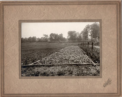 Photo Plantation De Tabac Aux états Unis,années 20, Format Photo 12/17 - Mestieri