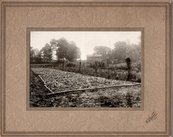 Photo Plantation De Tabac Aux états Unis,années 20, Format Photo 12/17 - Professions