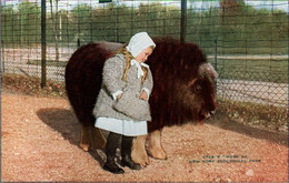 ! Ansichtskarte Musk Ox, New York Zoo - Andere & Zonder Classificatie