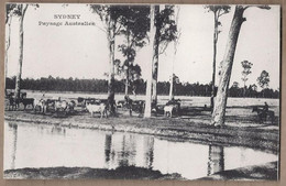 CPA AUSTRALIE - SYDNEY - Paysage Australien - TB PLAN TROUPEAU Vaches Avec Cow Boys - Sydney