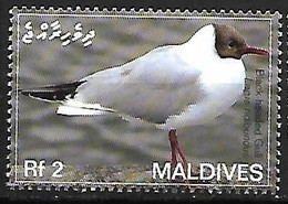Maldives - MNH ** 2007 : Black-headed Gull -   Chroicocephalus Ridibundus - Möwen