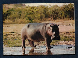 Animaux D'Afrique En Liberté - Hippopotame (photo André Fatras) - Hippopotamuses