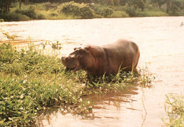 CPM - HIPPOPOPTAME Du DJOUÉ - CONGO ... - Nijlpaarden