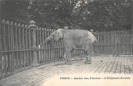 Zoo Jardin Des Plantes Paris 5 éléphant Koutch - Parks, Gärten