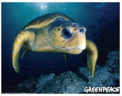 (QQ 31) Greepeace - Tortoise - Tortue - Schildpadden