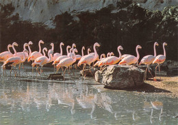 Thoiry Canton Montfort L'Amaury Zoo Flamants Roses - Thoiry