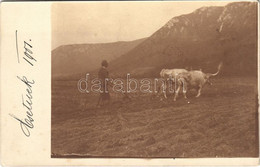 * T2/T3 1901 Csetnek, Stítnik; Szántás ökrökkel / Ploughing, Plowing With Oxen. Photo (EK) - Ohne Zuordnung