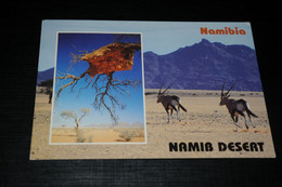 29136-               NAMIBIA, NAMIB DESERT - Namibie