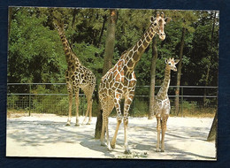 Girafes Et Leur Bébé Né Au Zoo - Girafes