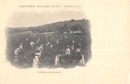 CPA 06 PARFUMERIE MOLINARD JEUNE A GRASSE CUEILLETTE DES JASMINS - Grasse