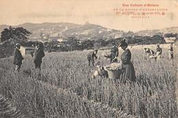 CPA 06 GOLFE JUAN UNE CULTURE D'OEILLETS DE LA MAISON D'EXPORTATION Hte AUSSEL ET SES FILS - Autres & Non Classés