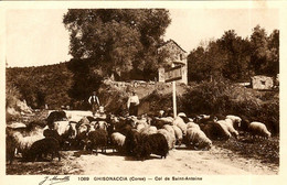 CORSE - Près De GHISONACCIA, Au Col De Saint-Antoine, Bergers Et Leur Troupeau De Brebis - Andere & Zonder Classificatie