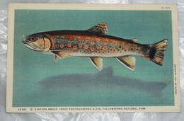 24282 Eastern Brook Trout Photographied Alive, Yellowstone National Park - Yellowstone