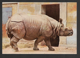 Rinoceronti - Non Viaggiata - Neushoorn