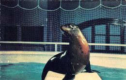 Monaco Aquarium Zoo Otarie - Ohne Zuordnung