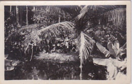 AFRIQUE - COTE D'IVOIRE - ABIDJAN - UN MARIGAUD DANS LA FORET - Côte-d'Ivoire