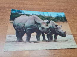 Postcard - Rhinoceros   (V 35680) - Rhinoceros