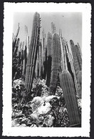 MONACO, Jardins Exotiques,cactus. Photo Véritable Année 1953 - Places