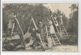 Cpa En Provence Cueillette Des Olives ; Prouvenço Lis Oulivados , Agriculture Paysannes - Landbouw