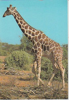 GIRAFE    -  C P M  (  21 / 6 / 3  ) - Girafes