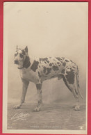 Chien Danois ... Photo De Paul Boyer , Paris ( Voir Verso ) - Dogs