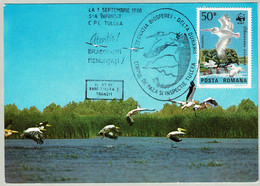 Rumänien / Romana 1990, Karte Donaudelta / Delta Dunarii,  Pelikan / Pelican / Pelecanus, WWF - Pélicans