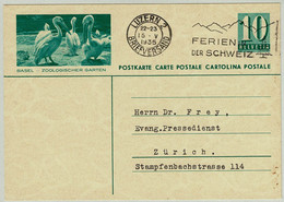 Schweiz / Helvetia 1936, Bildpostkarte Zoologischer Garten Basel Luzern - Zürich, Pelikane / Pelican / Pelicanus - Pélicans