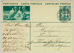 Schweiz / Helvetia 1936, Bildpostkarte Zoologischer Garten Basel Le Brassus - Weinfelden, Pelikane / Pelican / Pelicanus - Pélicans