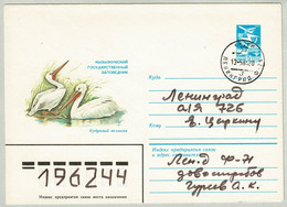 UdSSR / CCCP 1983, Ganzsachenbrief Naturschutzpark Kysylkum - Pélicans