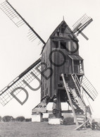 MEULEBEKE Molen / Moulin - Originele Foto Jaren '70  - Bosterhoutmolen , Bosterhoutdreef (Q88) - Meulebeke