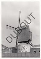 MEULEBEKE Molen / Moulin - Originele Foto Jaren '70   (Q40) - Meulebeke