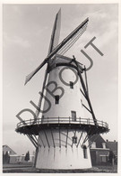 WEVELGEM - Molen / Moulin - Originele Foto Jaren '70 - Van Butsele 's Molen - Molenhoek  (Q58) - Wevelgem