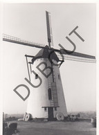 SINT-DENIJS/ZWEVEGEM - Molen / Moulin - Originele Foto Jaren '70 - Molen Ter Claere - Perrestraat (Q95) - Zwevegem