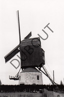 MEULEBEKE - Molen / Moulin - Originele Foto Jaren '70 (Q39) - Meulebeke