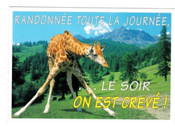 Humour Girafe  Randonnée Toute La Journée,...Le Soir On Est Crevé !  BE - Girafes