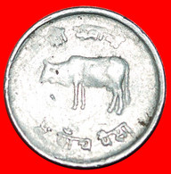 • COW (1971-1982): NEPAL ★ 5 PAISA 2038 (1981) ERROR! LOW START ★ NO RESERVE! - Népal