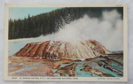 16337 Sponge Geyser, 4FT., Yellowstone National Park 2/2 (date : 1917) - Yellowstone