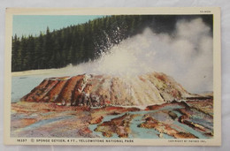 16337 Sponge Geyser, 4FT., Yellowstone National Park 1/2 (pas De Date) - Yellowstone
