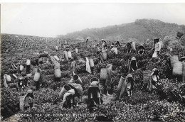 Ceylan: Plucking Tea Up-country Estate (cueillette Du Thé) Plâté Ltd, Ceylon - Carte N° 26 Non Circulée - Asia