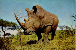 10966 -  - Tiere , Weißes Nashorn  - Nicht Gelaufen - Rhinoceros