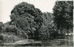 49 .n° 23605 . Montfaucon Sur Moine . Vue Sur La Riviere. Carte Postale Photo . Cpsm . - Montfaucon