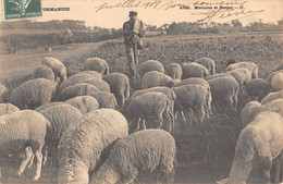 CPA 14 NORMANDIE MOUTONS ET BERGER - Other & Unclassified